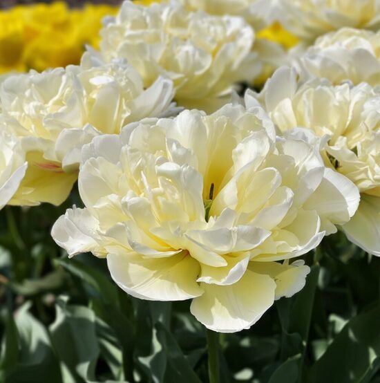 Tulpe 'Avant Garde'